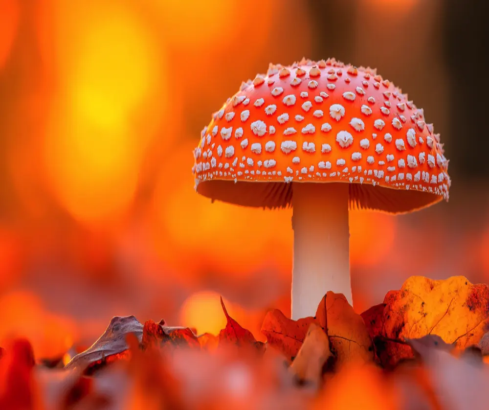 mushroom